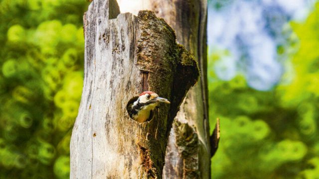 Os pica-paus de dorso branco adoram besouros saproxílicos. (foto: Simon Niederbacher)