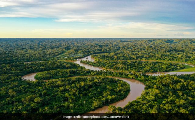 “Nossos territórios não estão à venda”: ​​grupos indígenas no Brasil sobre créditos de carbono
