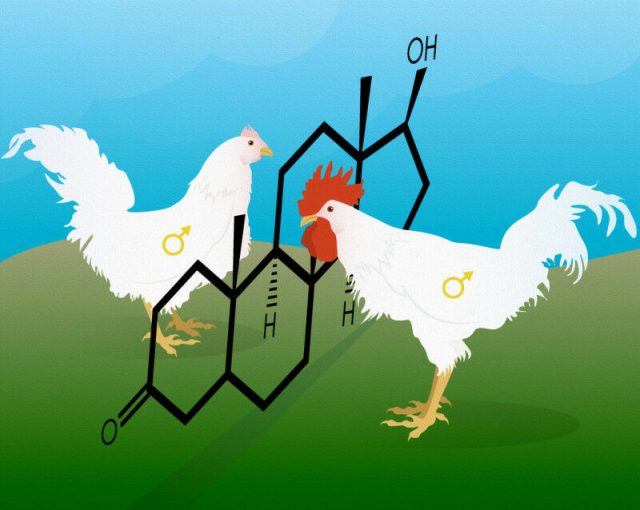 Chickens without androgen receptor allows to study how androgen signaling affect