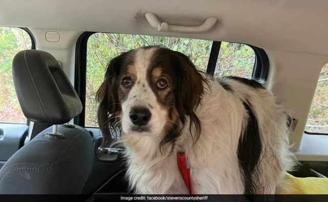 'Verdadeiro herói': cachorro salva dono ferido, 84, ao levar policial até sua casa nos EUA
