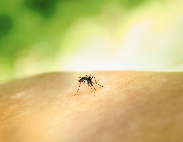 Homem dos EUA morre de vírus de mosquito raro capturado no quintal, casos aumentando
