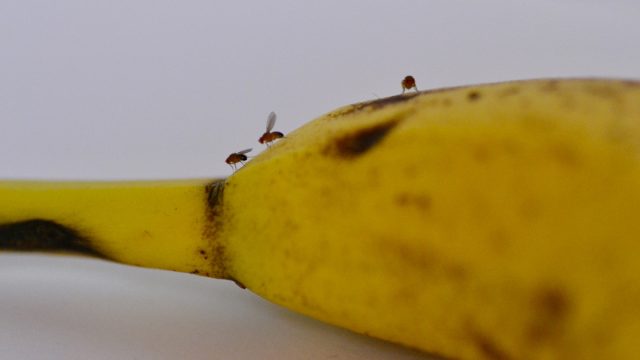 Grande descoberta sobre moscas-das-frutas pode ser a chave para a longevidade humana: estudo
