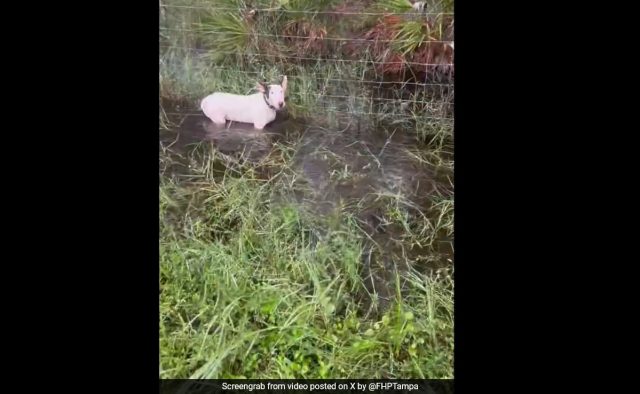 Ver: Cachorro deixado amarrado a uma cerca em meio ao furacão Milton, resgatado por policiais
