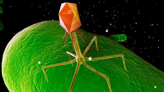 Ilustração computacional de um grande bacteriófago laranja e vermelho em uma grande célula bacteriana verde.