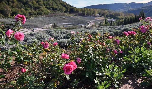 1.3 Lakh plantas de lavanda adornam o parque temático da Bósnia "Noite Estrelada"
