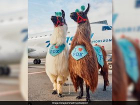 This US Airport Will Offer Llama Therapy To Ease Nervous Passengers