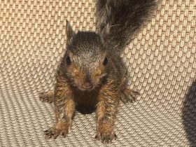 Peanut, The Famous Squirrel Euthanised In US, Didn't Have Rabies: Report