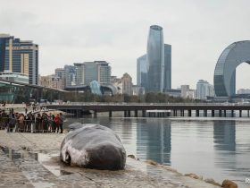 At World's Largest Lake, A Rancid Dead Whale Center Of Attention