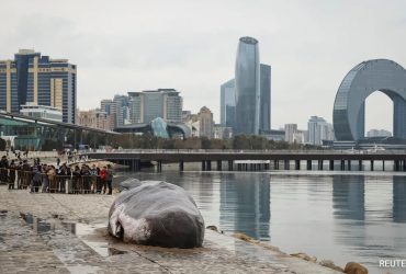 At World's Largest Lake, A Rancid Dead Whale Center Of Attention