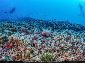 Scientists Stunned By Enormous Coral Discovery In Solomon Islands