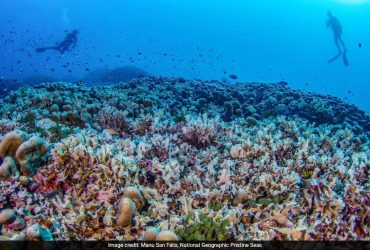 Scientists Stunned By Enormous Coral Discovery In Solomon Islands