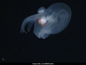 Apple-Sized "Mystery Mollusk" Discovered In Ocean's Midnight Zone