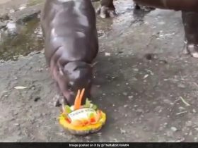 Watch: Viral Hippo Moo Deng Predicts 2024 US Election Winner