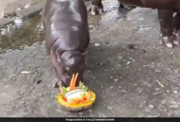 Watch: Viral Hippo Moo Deng Predicts 2024 US Election Winner