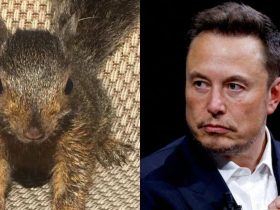 "Trump Will Save The Squirrels": Elon Musk Mourns Peanut's Euthanasia