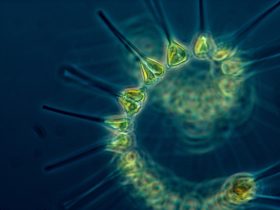 Ocean Plankton Survived Ice Age But May Not Cope With Climate Change Now