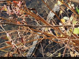 Mystery Surrounds Alligator Found In Suburban New York Waterway