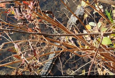 Mystery Surrounds Alligator Found In Suburban New York Waterway