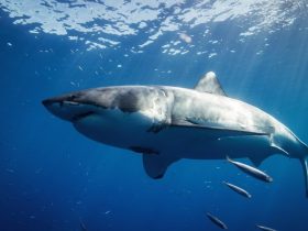 24-Year-Old Man Mauled To Death By Great White Shark In New Zealand