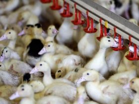 "Rare Event": Canada Reports First Case Of Bird Flu In A Person