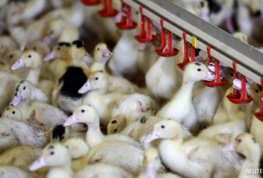 "Rare Event": Canada Reports First Case Of Bird Flu In A Person