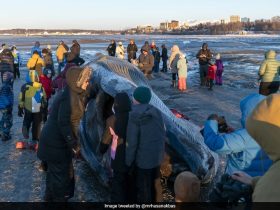 Video: Endangered Fin Whale Washes Ashore In Alaska, Draws Massive Crowd