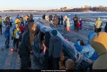 Video: Endangered Fin Whale Washes Ashore In Alaska, Draws Massive Crowd