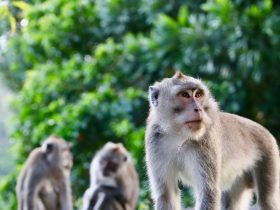 US Town On Alert After 43 Monkeys Escape Research Facility