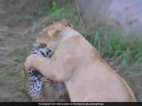 Video: Mother Leopard Fights A Lion Head-On, Saves 2 Cubs In Africa