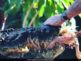 Cassius, World's Largest Captive Crocodile, Dies In Australia