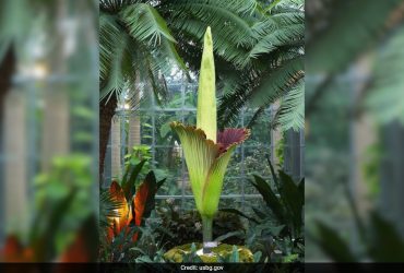 In This Australian City, Thousands Line Up To See 'Corpse Flower'