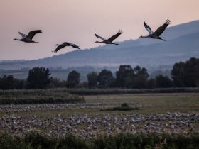 Burnt Plants, Ash And Missing Birds Tell Tales Of Israel-Hezbollah war