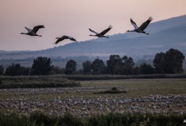 Burnt Plants, Ash And Missing Birds Tell Tales Of Israel-Hezbollah war