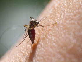 Scientists Worried As Lifesaving Malaria Drug In Africa Proving Less Effective