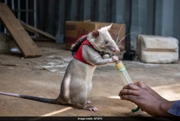 Giant Rats To Be Used To Sniff Out Illegal Wildlife Trade? Study Claims