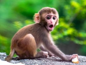 Not Enough Time In Universe For Monkeys To Pen Shakespeare: Study