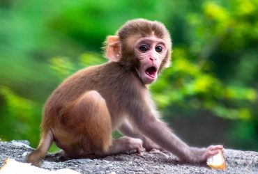 Not Enough Time In Universe For Monkeys To Pen Shakespeare: Study