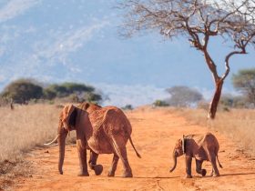 Bees Help Tackle Elephant-Human Conflict In Kenya