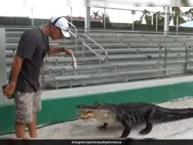 Watch: This Alligator Named Darth Gator Only Emerges To His Iconic 'Theme Song'