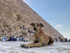 "This Is Anubis": Apollo The Dog Is Viral After Climbing Giza Pyramid