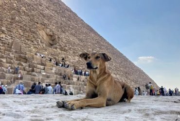 "This Is Anubis": Apollo The Dog Is Viral After Climbing Giza Pyramid