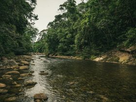 Biden Visits Amazon, The Jungle That Nearly Killed Teddy Roosevelt